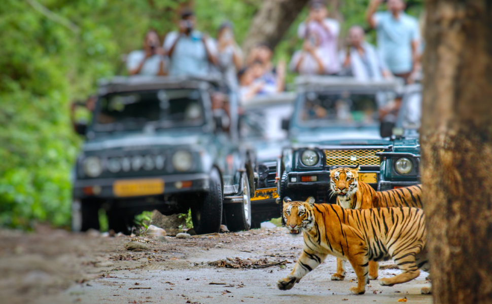 jeep-safari